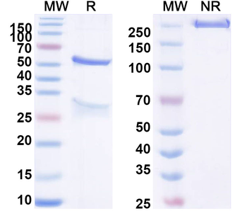 GPC3 Rat Monoclonal Antibody