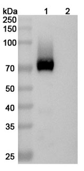 GPC3 Rat Monoclonal Antibody