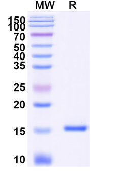 Norovirus/Norwalk virus Capsid protein/VP1 Camelus Monoclonal Antibody