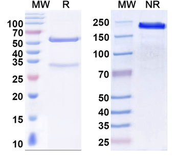 Norovirus/Norwalk virus Capsid protein Human Monoclonal Antibody