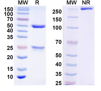 Norovirus Capsid protein Mouse Monoclonal Antibody