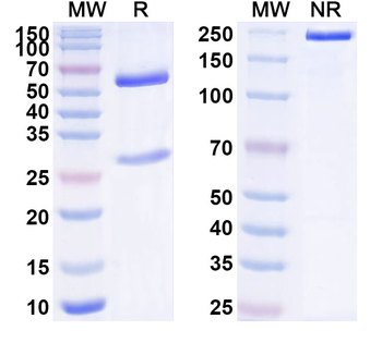 CD156b/ADAM17 Human Monoclonal Antibody