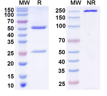 SARS-CoV-2 RBD (S6P trimer) Human Monoclonal Antibody