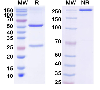 CD163 Mouse Recombinant Antibody