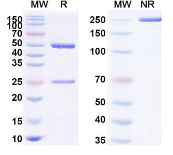 APP/Amyloid beta Mouse Monoclonal Antibody