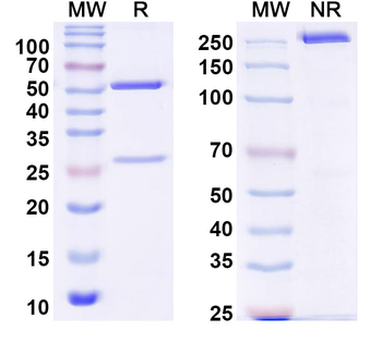 DENV-2 Envelope protein E/EDIII domain Human Monoclonal Antibody
