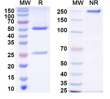Suid herpesvirus 1/SuHV-1 UL42/PAP Mouse Monoclonal Antibody