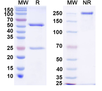 Suid herpesvirus 1/SuHV-1 UL42/PAP Mouse Monoclonal Antibody