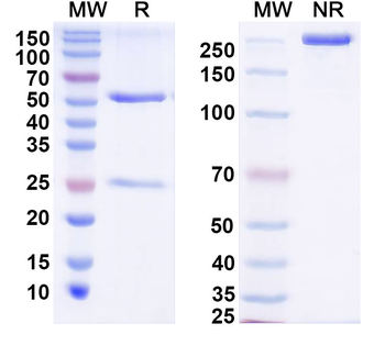 Suid herpesvirus 1/SuHV-1 UL42/PAP Mouse Monoclonal Antibody