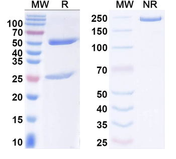 DENV-3 Protein prM/prM Human Monoclonal Antibody