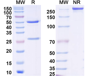 DENV-4 NS1 Human Monoclonal Antibody
