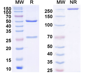DENV-1/3/4 Envelope protein E/EDIII domain Human Monoclonal Antibody