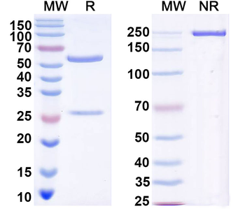 DENV-2 Envelope protein E Human Monoclonal Antibody