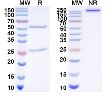 DENV-2 Envelope protein E/EDII fusion loop Human Monoclonal Antibody