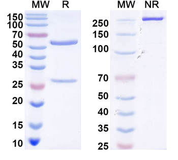 DENV-2 Envelope protein E/EDI/II dimer interface Human Monoclonal Antibody