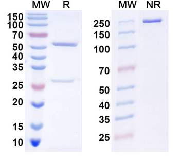 DENV-2 Envelope protein E/EDII fusion loop Human Monoclonal Antibody