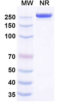 DENV-1 Envelope protein E Human Monoclonal Antibody