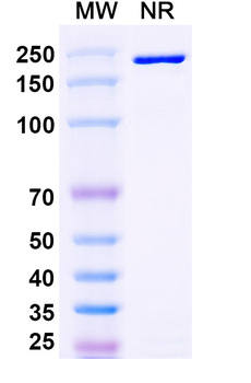 CD335/NCR1/NKp46 Human Monoclonal Antibody