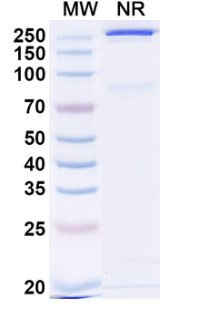APOE Mouse Monoclonal Antibody