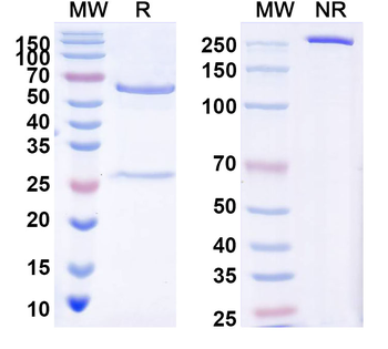 LASV GPC Human Monoclonal Antibody