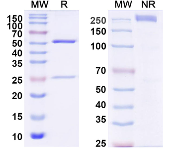 ROR1/NTRKR1 Mouse Monoclonal Antibody