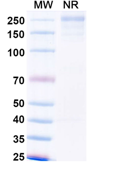 SARS-CoV-2 Spkie protein IgA Human Monoclonal Antibody