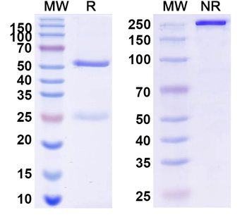 CD3E Mouse Monoclonal Antibody