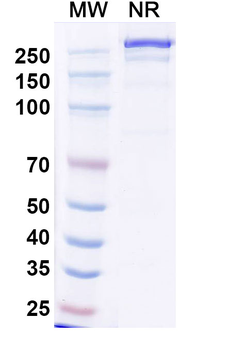 CD25/IL2RA Mouse Monoclonal Antibody