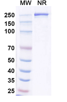 CD25/IL2RA Mouse Monoclonal Antibody