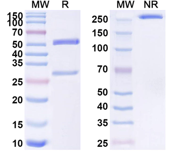 NRG1/Neuregulin-1 Mouse Monoclonal Antibody