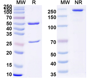 Gal1/LGALS1 Mouse Monoclonal Antibody