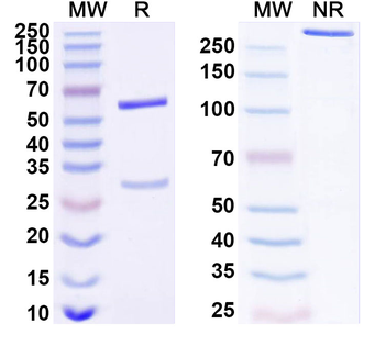 FGF21 Mouse Monoclonal Antibody