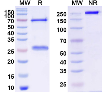 Lipid A Specific Mouse Monoclonal Antibody