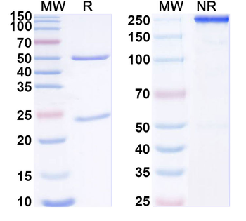 RSV F/Fusion glycoprotein F0 Human Monoclonal Antibody