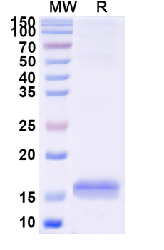 CD33 Camelus Monoclonal Antibody