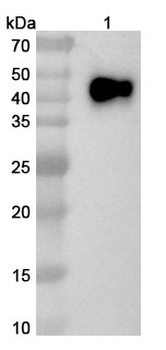 CD33 Camelus Monoclonal Antibody
