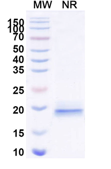 DLL3 Camelus Monoclonal Antibody