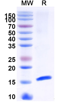 Alternaria species Tenuazonic acid Camelus Recombinant Antibody