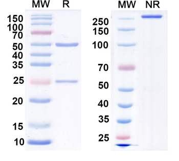 Vaccinia virus/VACV H3L/Ag35 Human Monoclonal Antibody