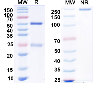 Monkeypox virus/MPXV A35R Human Monoclonal Antibody