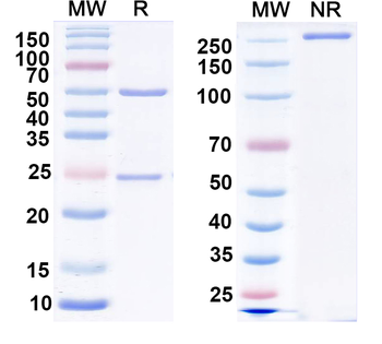 Monkeypox virus/MPXV A29L Human Monoclonal Antibody