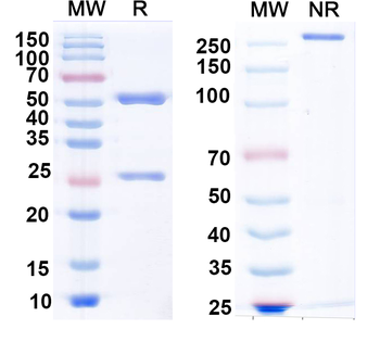 Monkeypox virus/MPXV M1R Human Monoclonal Antibody