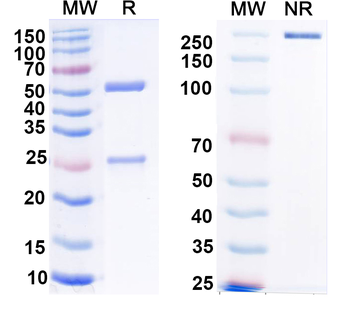 Monkeypox virus/MPXV H3L Human Monoclonal Antibody
