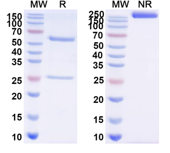 Pseudorabies Virus/PRV gB/Envelope glycoprotein B Mouse Monoclonal Antibody