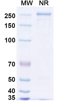 Pseudorabies Virus/PRV gB/Envelope glycoprotein B/UL27 Mouse Monoclonal Antibody
