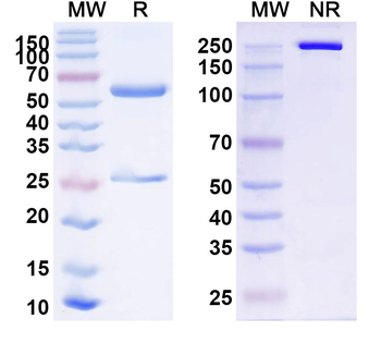 Nipah virus/NiV F/Fusion glycoprotein F0 Human Monoclonal Antibody