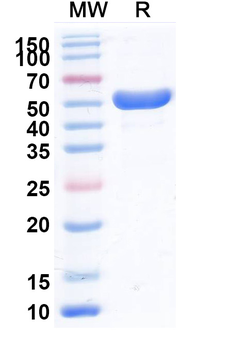 TREM1/CD46 Monoclonal Antibody