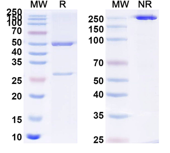 APP/Amyloid beta Mouse Monoclonal Antibody