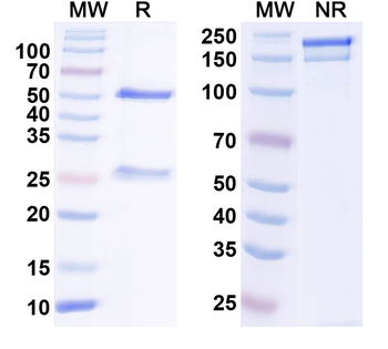 CASPR2 Mouse Recombinant Antibody