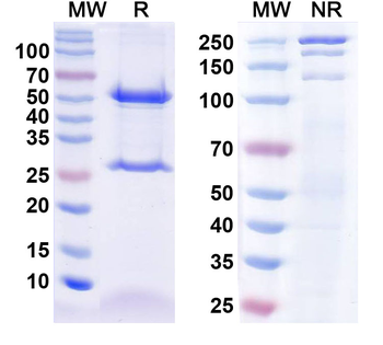 KCTD13 Mouse Monoclonal Antibody
